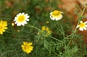0738 Chrysanthemum coronarium